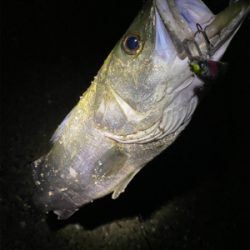 シーバス祭り！！