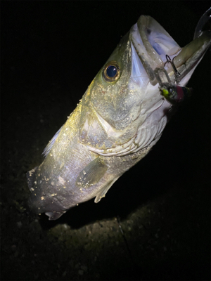 シーバス祭り！！