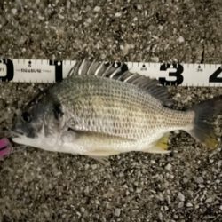 エリア10でチヌ祭り