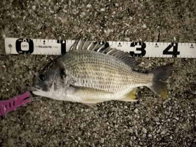 エリア10でチヌ祭り