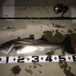 4ヶ月振りの70UP！