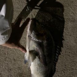 バチ抜け…チヌ