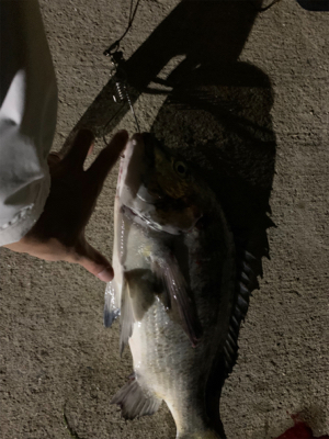 バチ抜け…チヌ