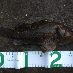 たけのこめばる