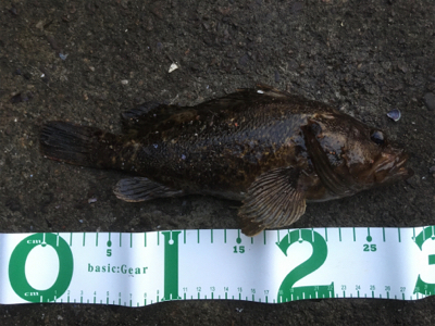 たけのこめばる