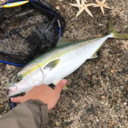 シーバス予定が青物