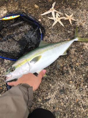 シーバス予定が青物