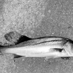 トリックバチパターン?