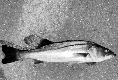 トリックバチパターン?