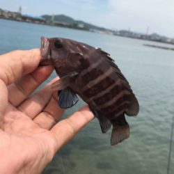 ちょい投げ自己記録!!