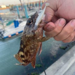 ガシラを狙っていたら・・・