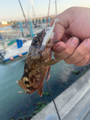 ガシラを狙っていたら・・・