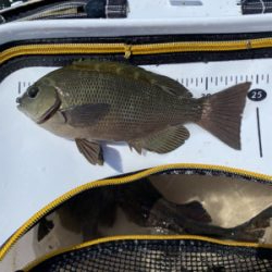 グレフィーバー