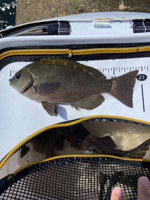 グレフィーバー