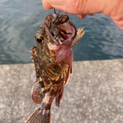 チヌ来ずカンダイ