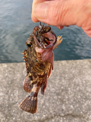 チヌ来ずカンダイ