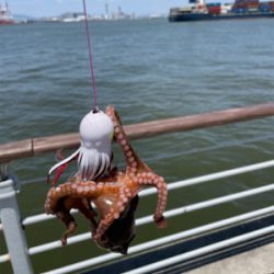 梅雨の中休みにオクトパッシング