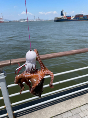 梅雨の中休みにオクトパッシング