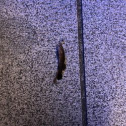 虫ヘッド+青イソメは強い！