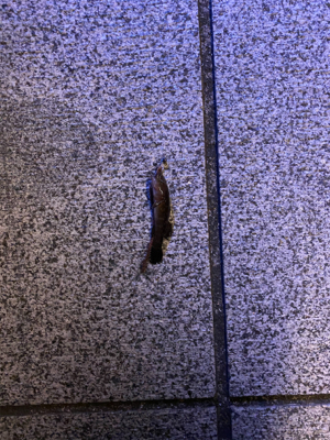 虫ヘッド+青イソメは強い！