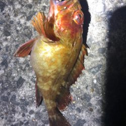 メバリングからのショアジギング