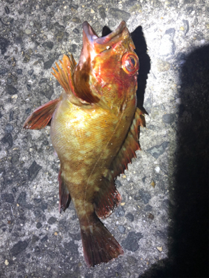 メバリングからのショアジギング