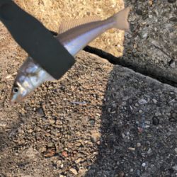 良型キス、泳がせ釣り