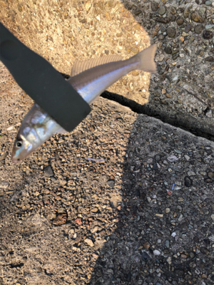 良型キス、泳がせ釣り