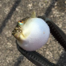 キスが食べたくて