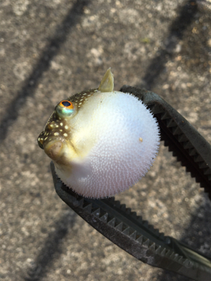 キスが食べたくて