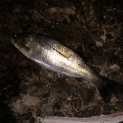 デカ梅雨メバル