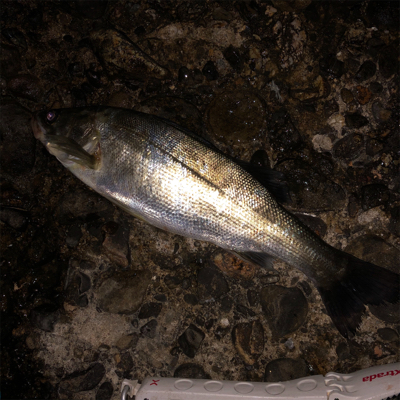 デカ梅雨メバル