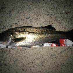 2021ライトゲーム第16戦