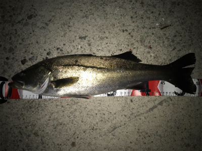 2021ライトゲーム第16戦