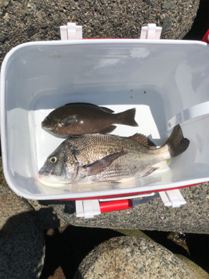 テトラからチヌ＆グレ