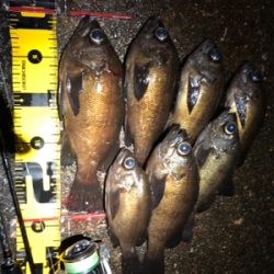 夕マヅメからのメバリング