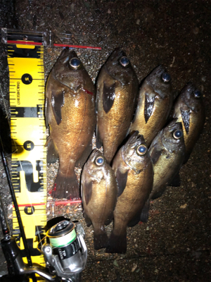 夕マヅメからのメバリング