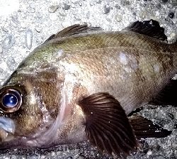 こんなところに…