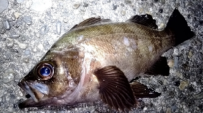 こんなところに…