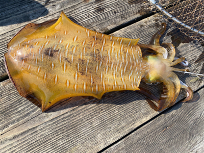 ヤエンでアオリイカ