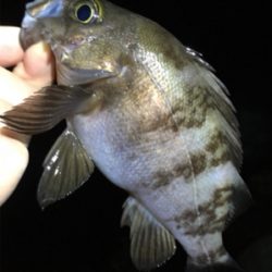 好調続く梅雨のメバル