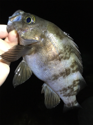 好調続く梅雨のメバル