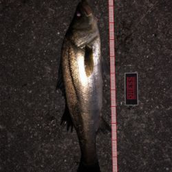 まだまだバチパターン