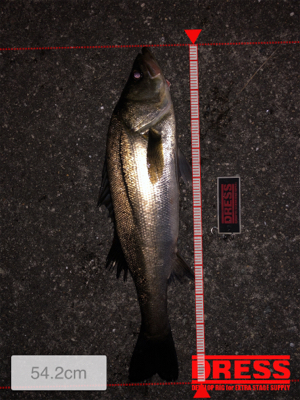 まだまだバチパターン