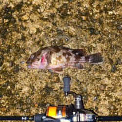 ミニガシラ乱舞