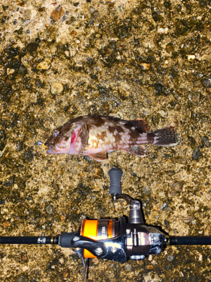 ミニガシラ乱舞