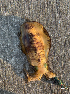 今年初のエギング