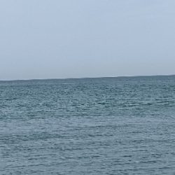 青物釣れるわぁ(笑)