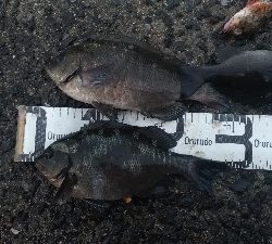 5/2釣果まぁまぁのサイズのグレ