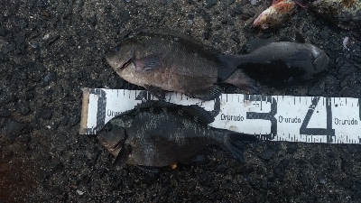 5/2釣果まぁまぁのサイズのグレ